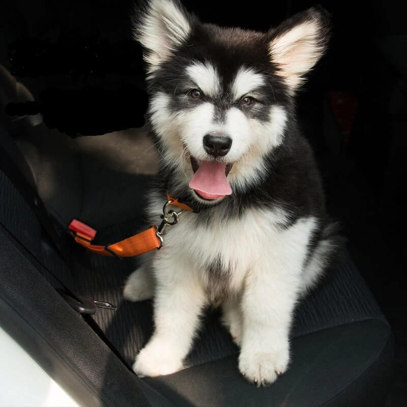 The Safety Seat Belt - Dog Seat Belt Harness